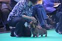 Crufts_dachshunds 204